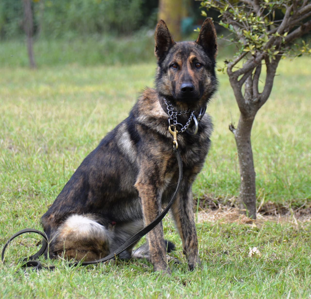 Working K9 during protection training
