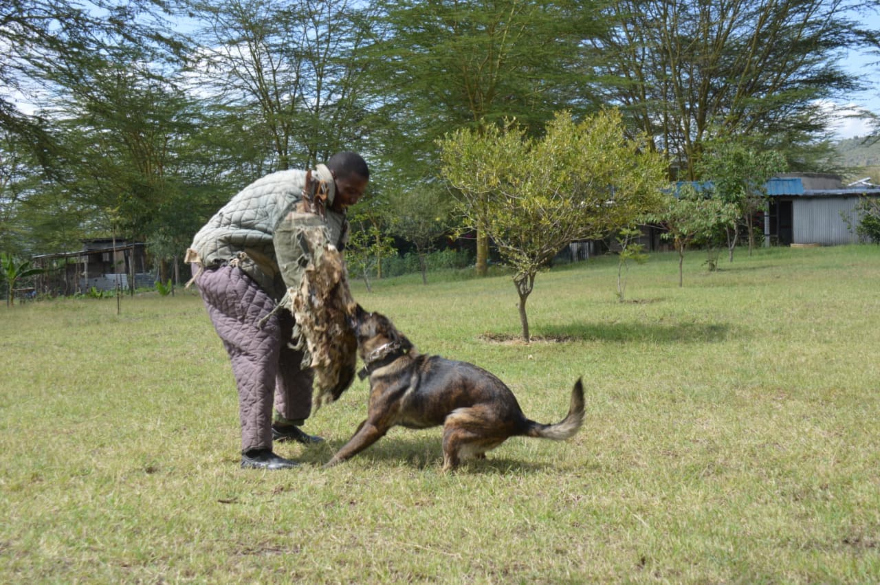 DreamPeak K9 handler training a working dog