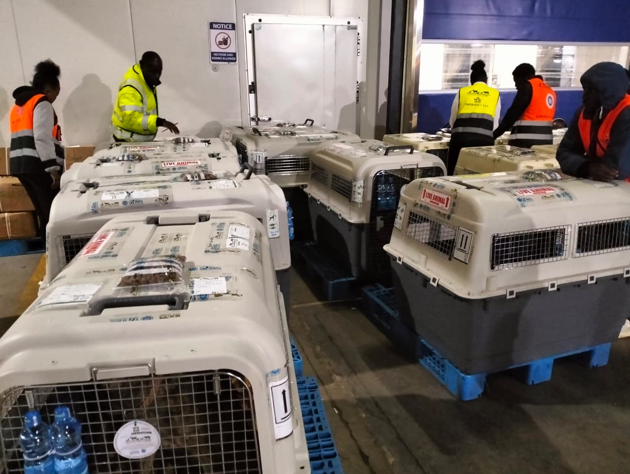 Working dogs prepared for international export